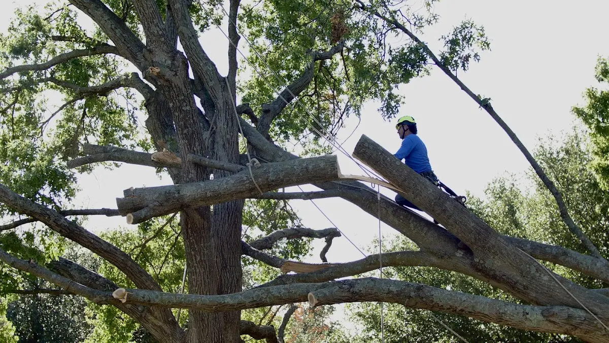 Professional Crown Thinning performed by certified arborists in Oakwood