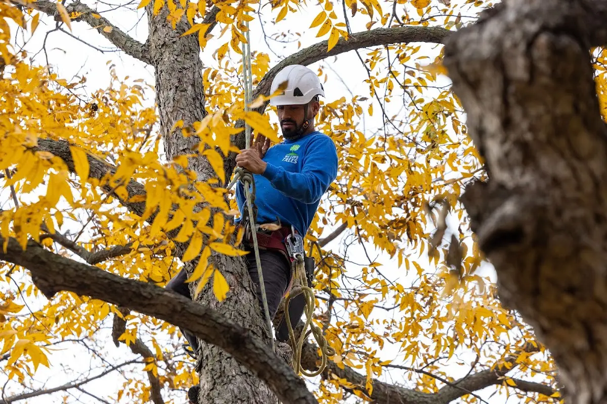 Skilled Tree Planting crew working in Oakwood